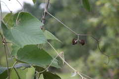 Ampelocissus tomentosa